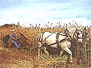 
Pulling a binder in a field of sweet sorghum.
